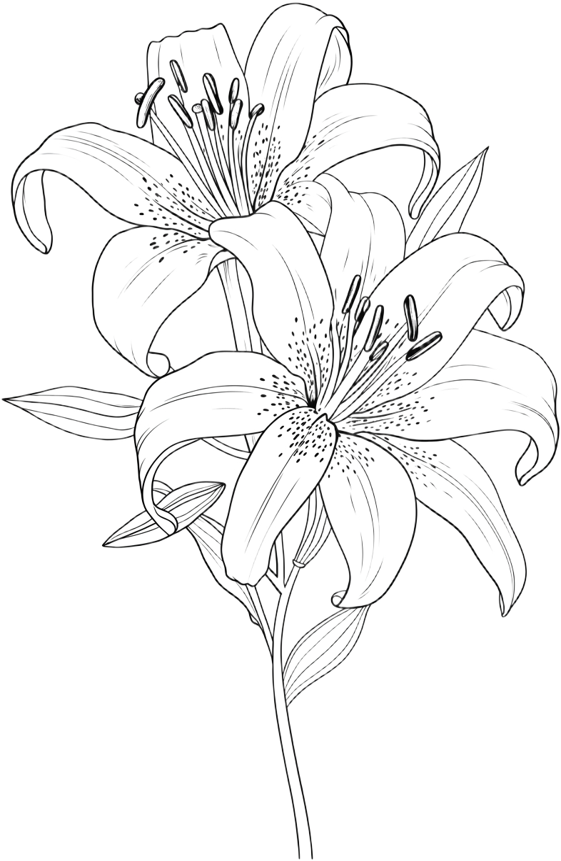 Black line-art lily with an open bloom, two buds, and a leafy stem